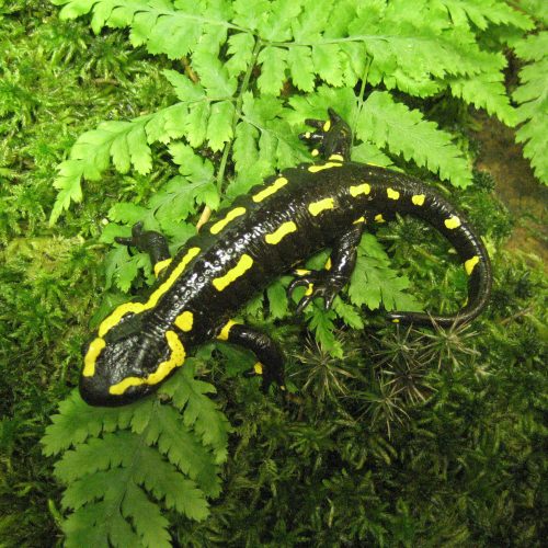 Naturschutz – Salamander