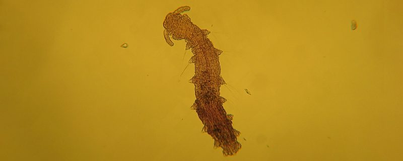 Troglochaetus beranecki